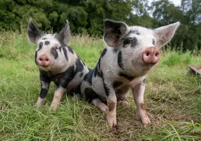 human-animal chimeric embryo, chimera, animal studies, pigs, organ transplant, induced pluripotent stem cells, survey, attitudes, public support